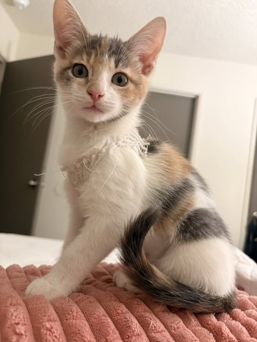 PEACHES NAPA - Calico available for adoption