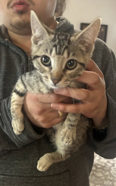 Tabitha Napa petco Image