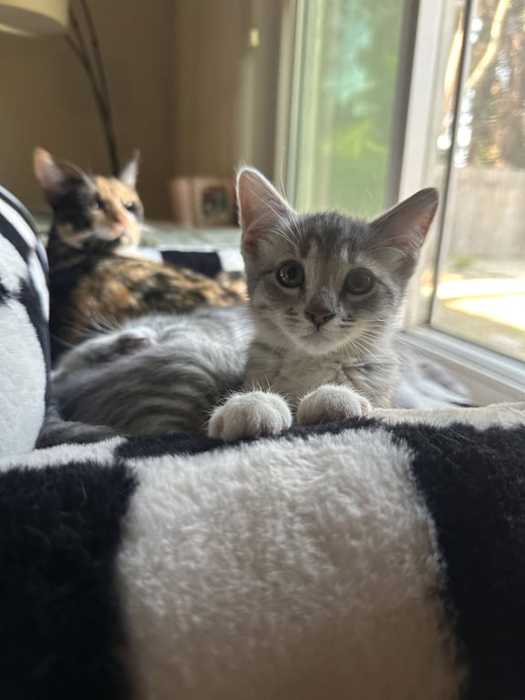 Josie ( Nicole) Image