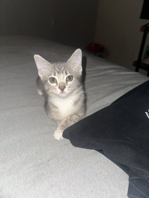 JOSIE ( NICOLE) - Tabby available for adoption