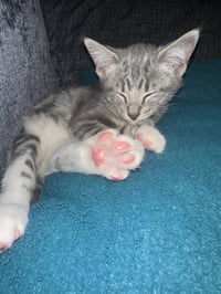 Josie ( Nicole) - Photo 3