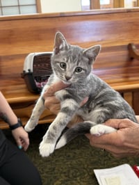 Josie ( Nicole) - Photo 4