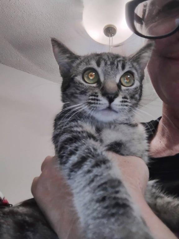 Tilly ( Kat ) Image