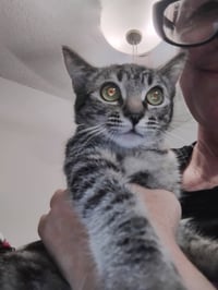 Tilly ( Kat ) - Photo 1