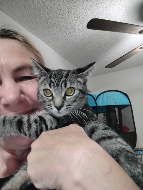 TILLY ( KAT ) - Tabby available for adoption