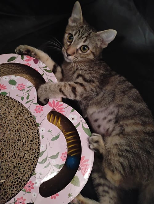 LILY ( KAT) - Tabby available for adoption