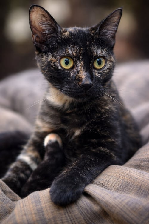 MUFFY NAPA - Tortoiseshell available for adoption