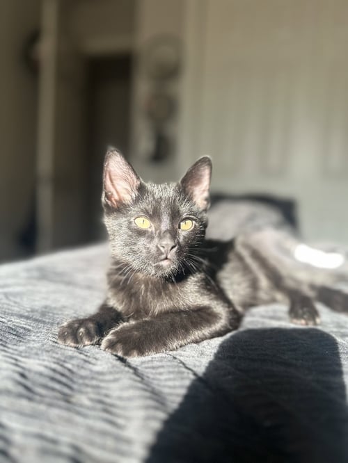 BEAR ( NICOLE ) - Domestic Short Hair available for adoption