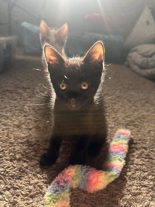 BEAR ( NICOLE ) - Domestic Short Hair available for adoption