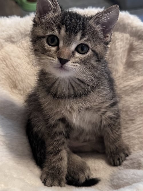 ELLA (  MONICA ) - Tabby / Abyssinian available for adoption