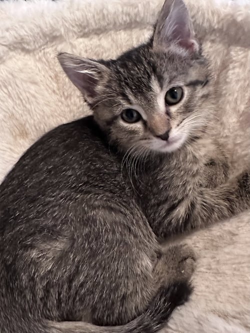 ELLA (  MONICA ) - Tabby / Abyssinian available for adoption