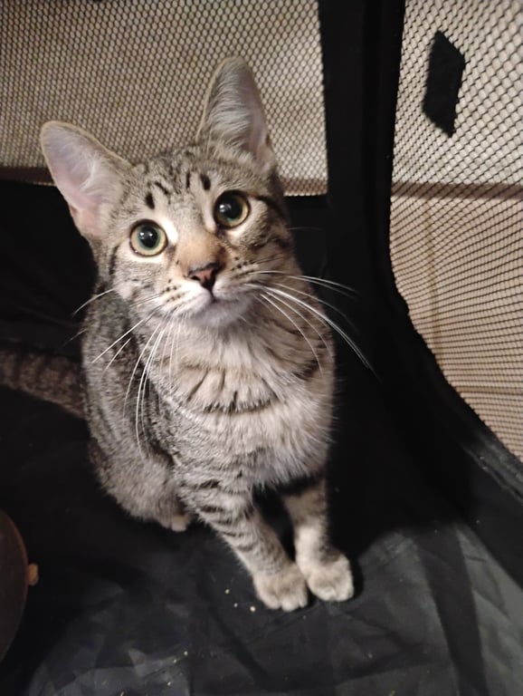 Millie ( Kat) Image