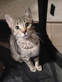 Millie ( Kat) - Photo 1