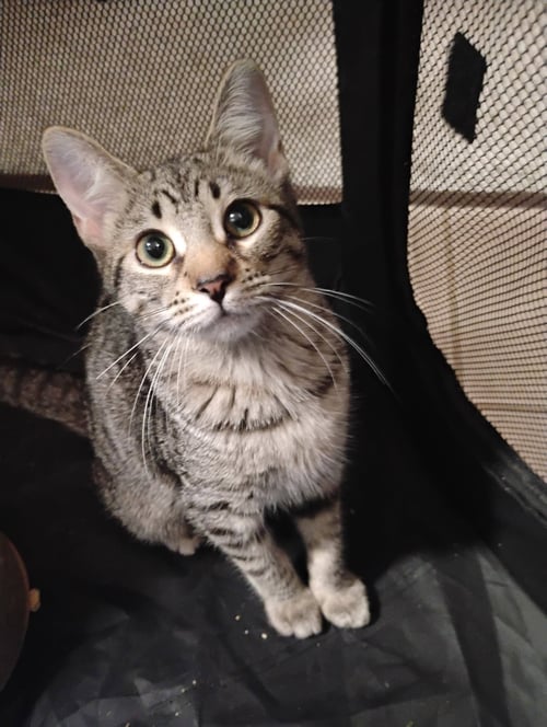 MILLIE ( KAT) - Tabby available for adoption