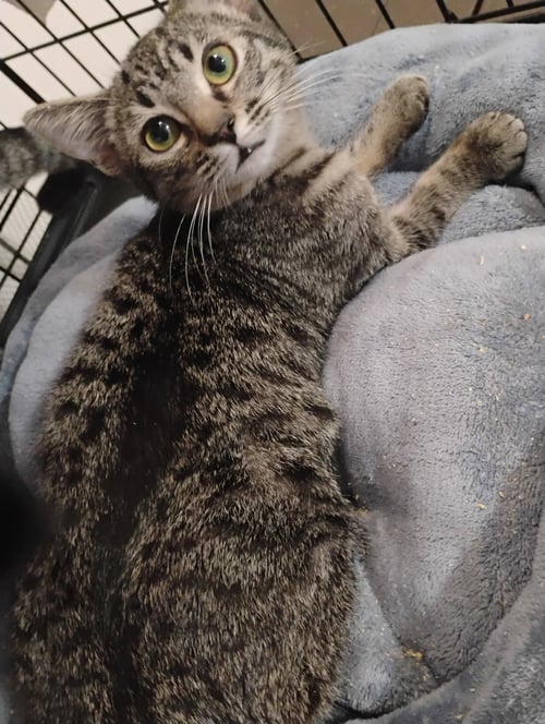 MILLIE ( KAT) - Tabby available for adoption