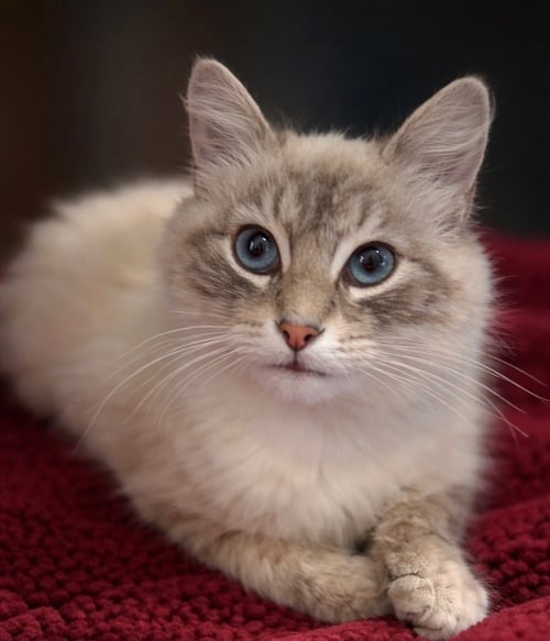 LUCILLE NAPA - Siamese / Domestic Long Hair available for adoption