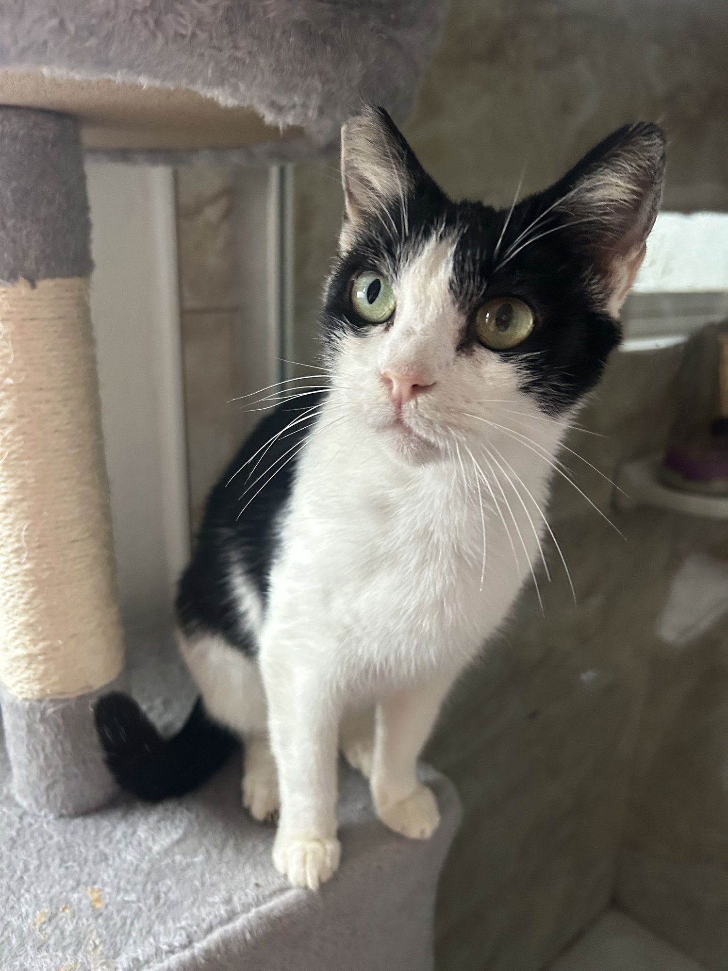 BODHI GIRL NAPA - Tuxedo available for adoption