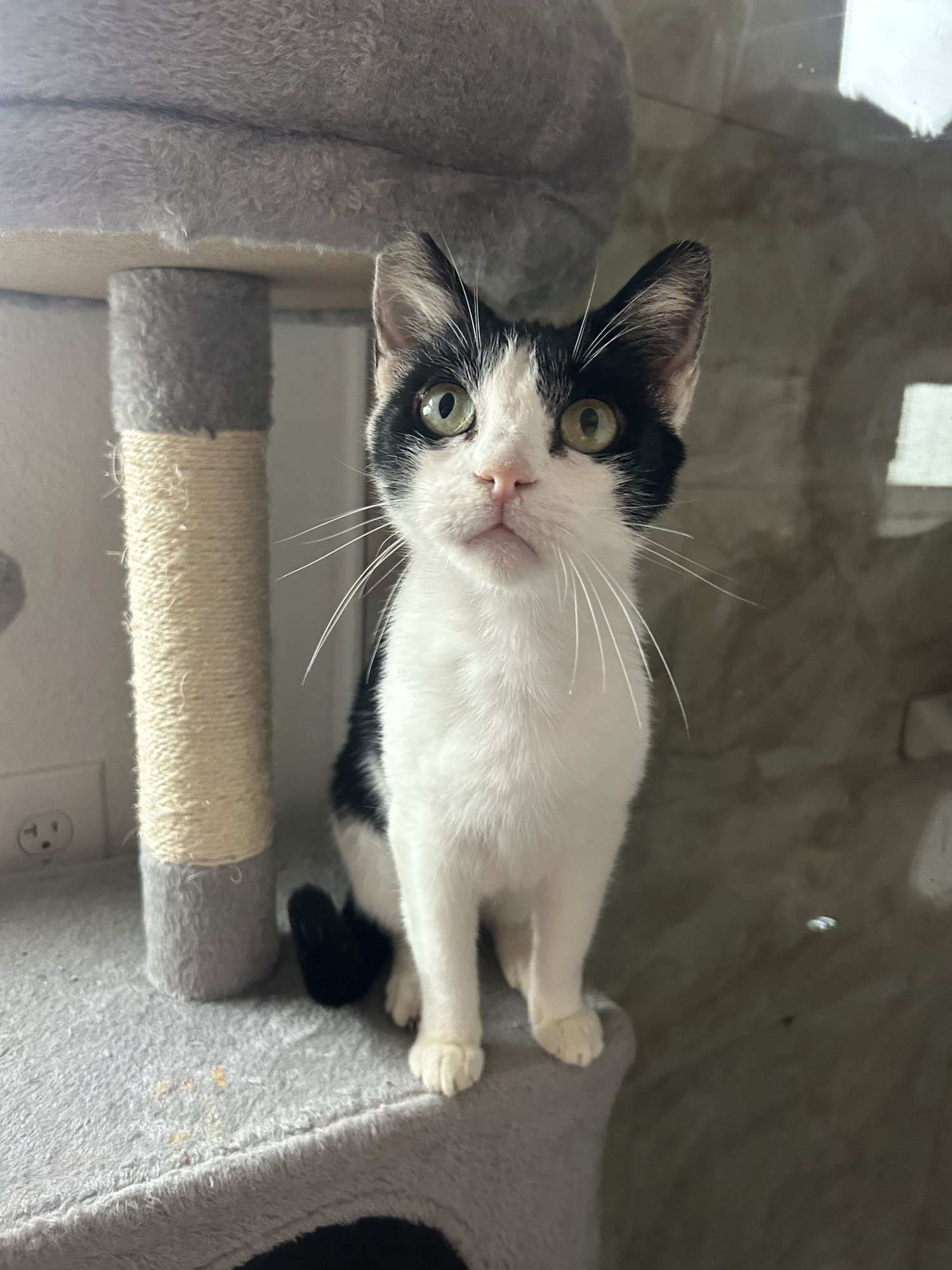 BODHI GIRL NAPA - Tuxedo available for adoption