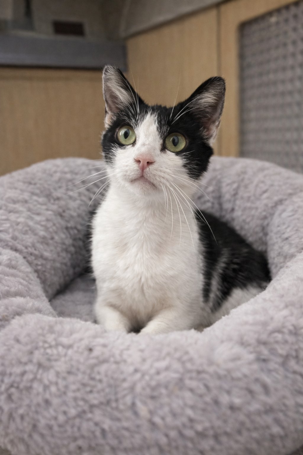 Bodhi girl Napa - Photo 3