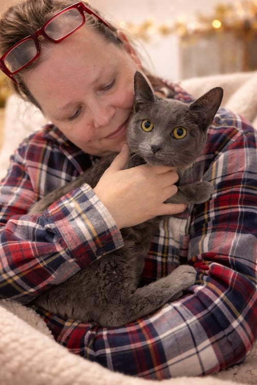 BLUEBERRY NAPA - Russian Blue available for adoption