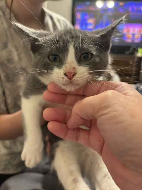 HAN SOLO ( EE) - Tuxedo available for adoption