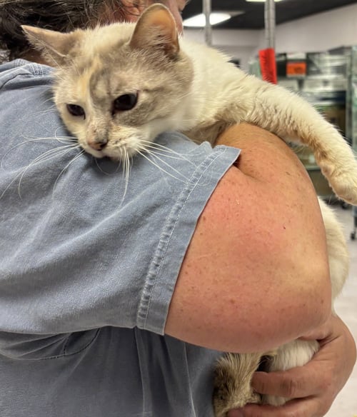 ROSEMARY (BC) - Dilute Calico available for adoption