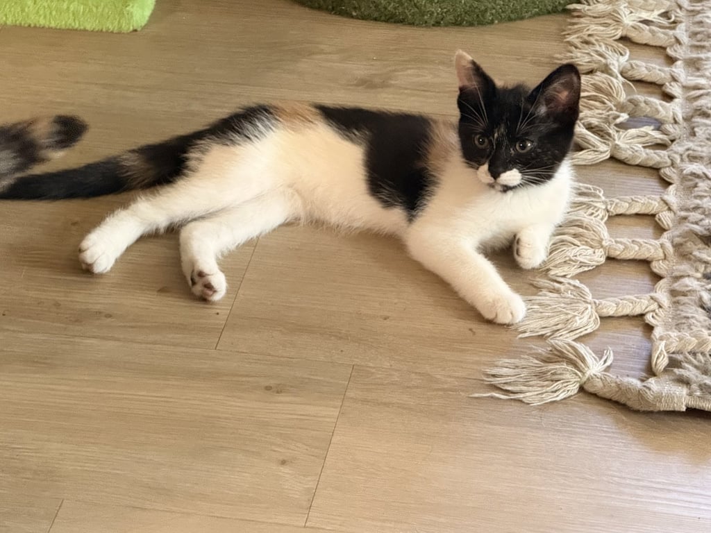 Greta ( Nicole) Image