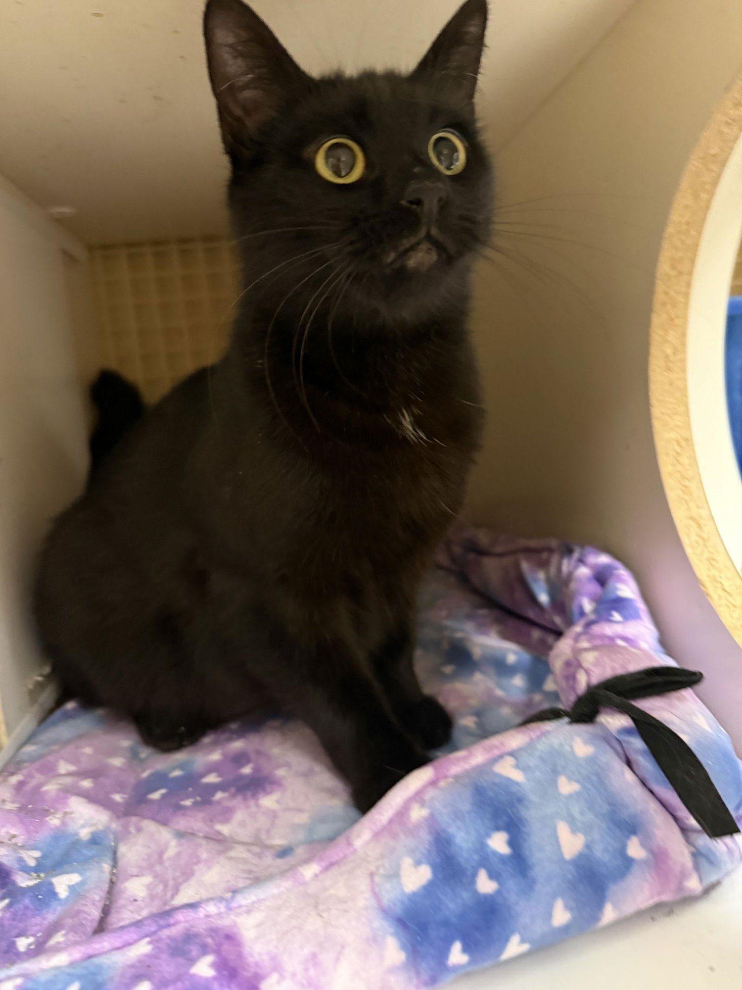 WESTIN NAPA PETCO - Bombay / Domestic Short Hair available for adoption