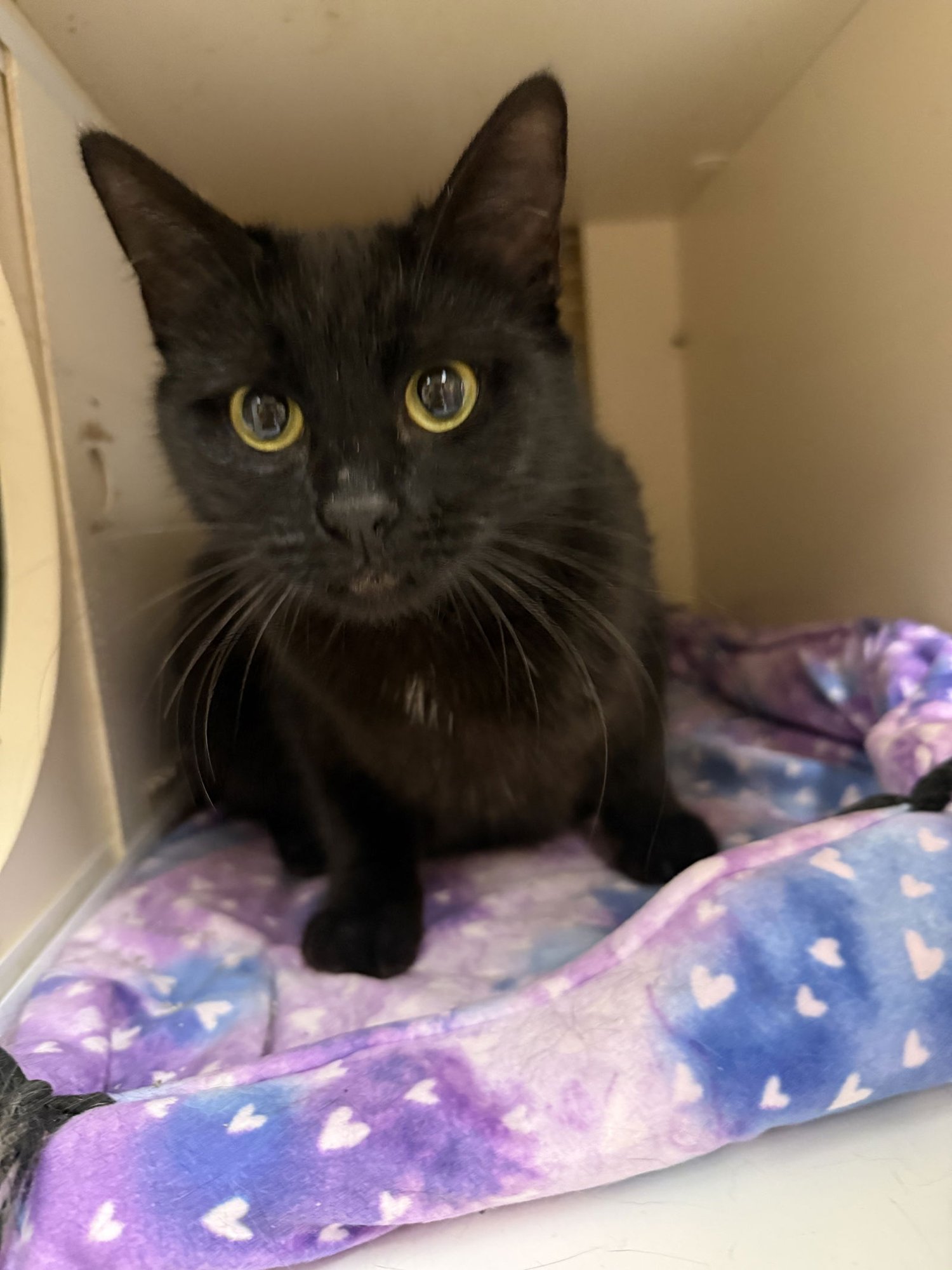 Westin Napa Petco - Photo 3