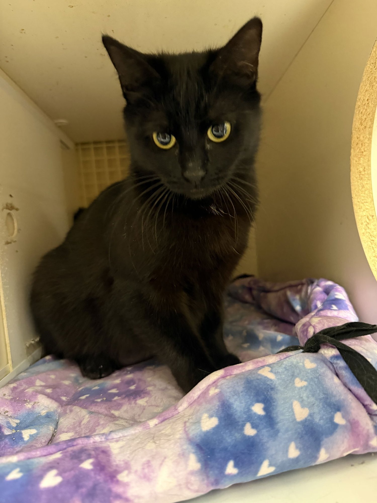 Westin Napa Petco - Photo 4