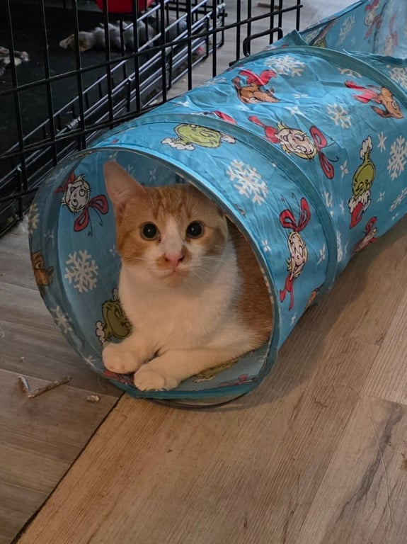 Carmello ( NL) Image