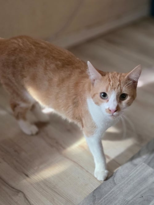 CARMELLO ( NL) - Domestic Short Hair available for adoption