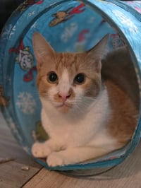 Carmello ( NL) - Photo 3