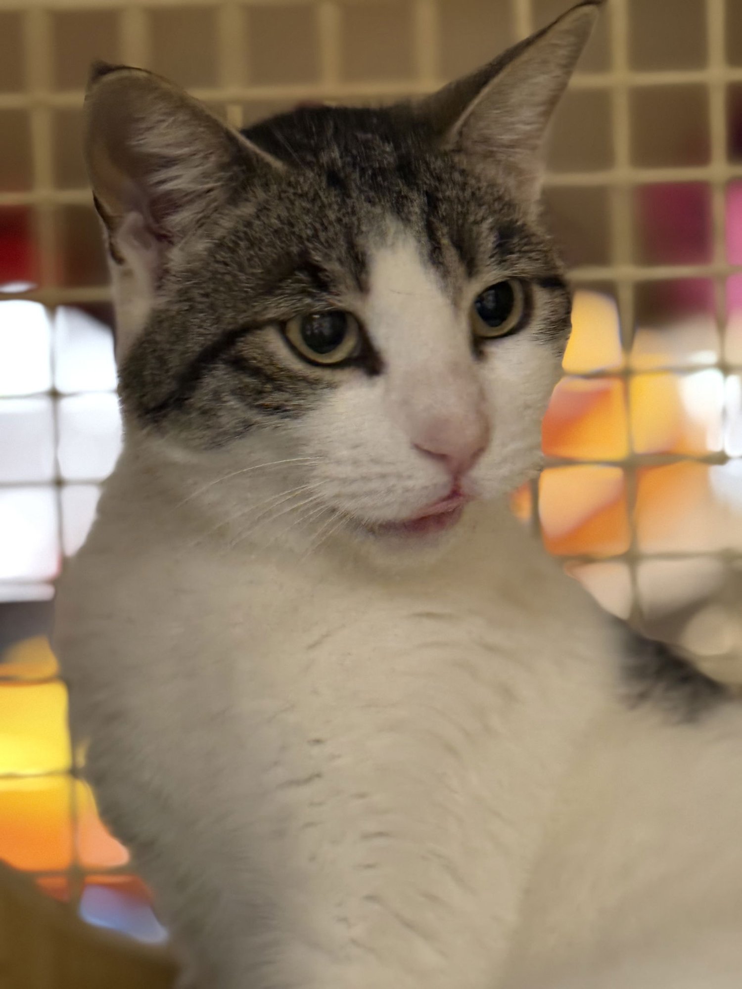 MAYBELLINE NAPA - American Shorthair / Tabby available for adoption