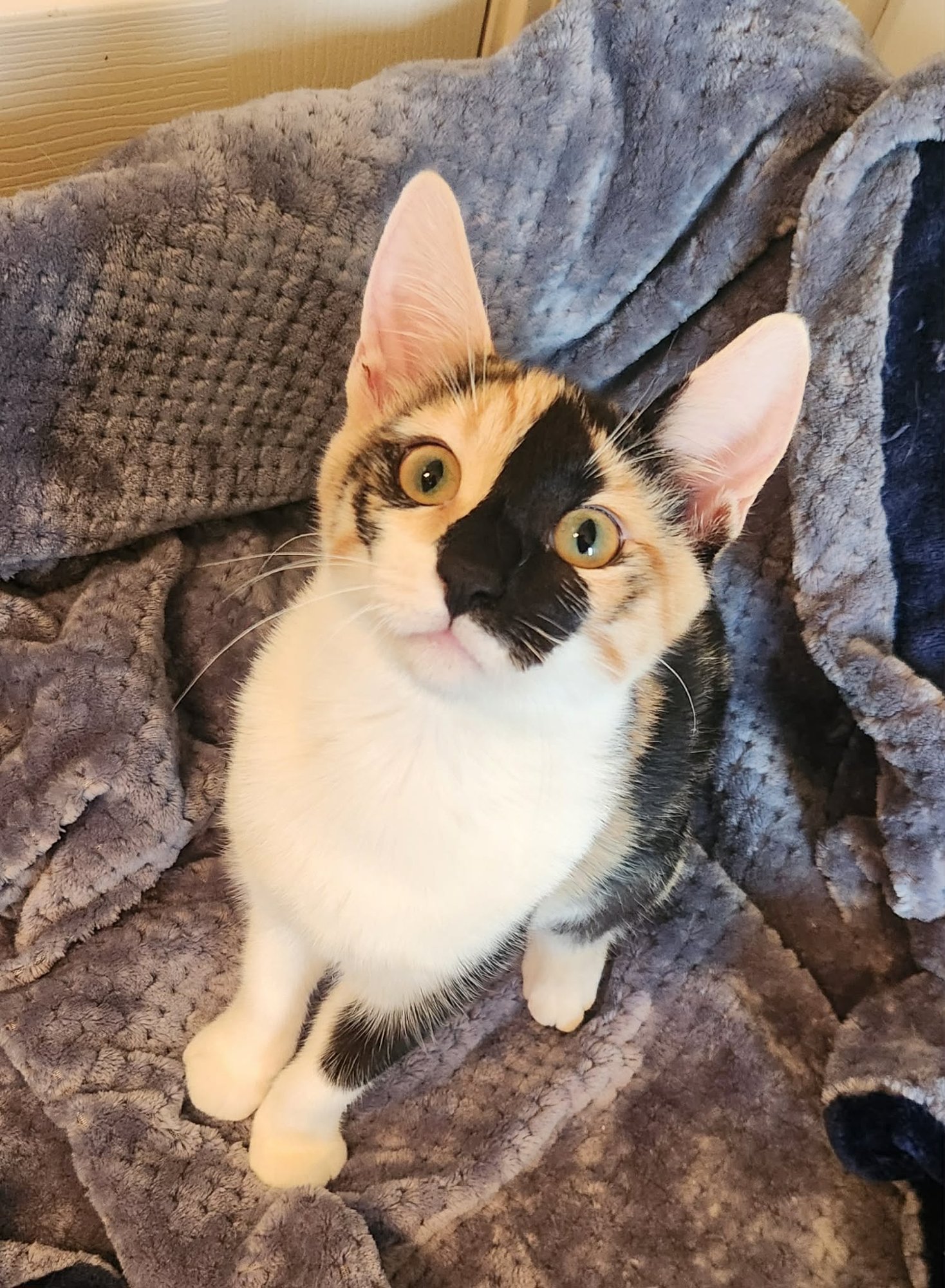 DOLLY ( MP) - Calico available for adoption