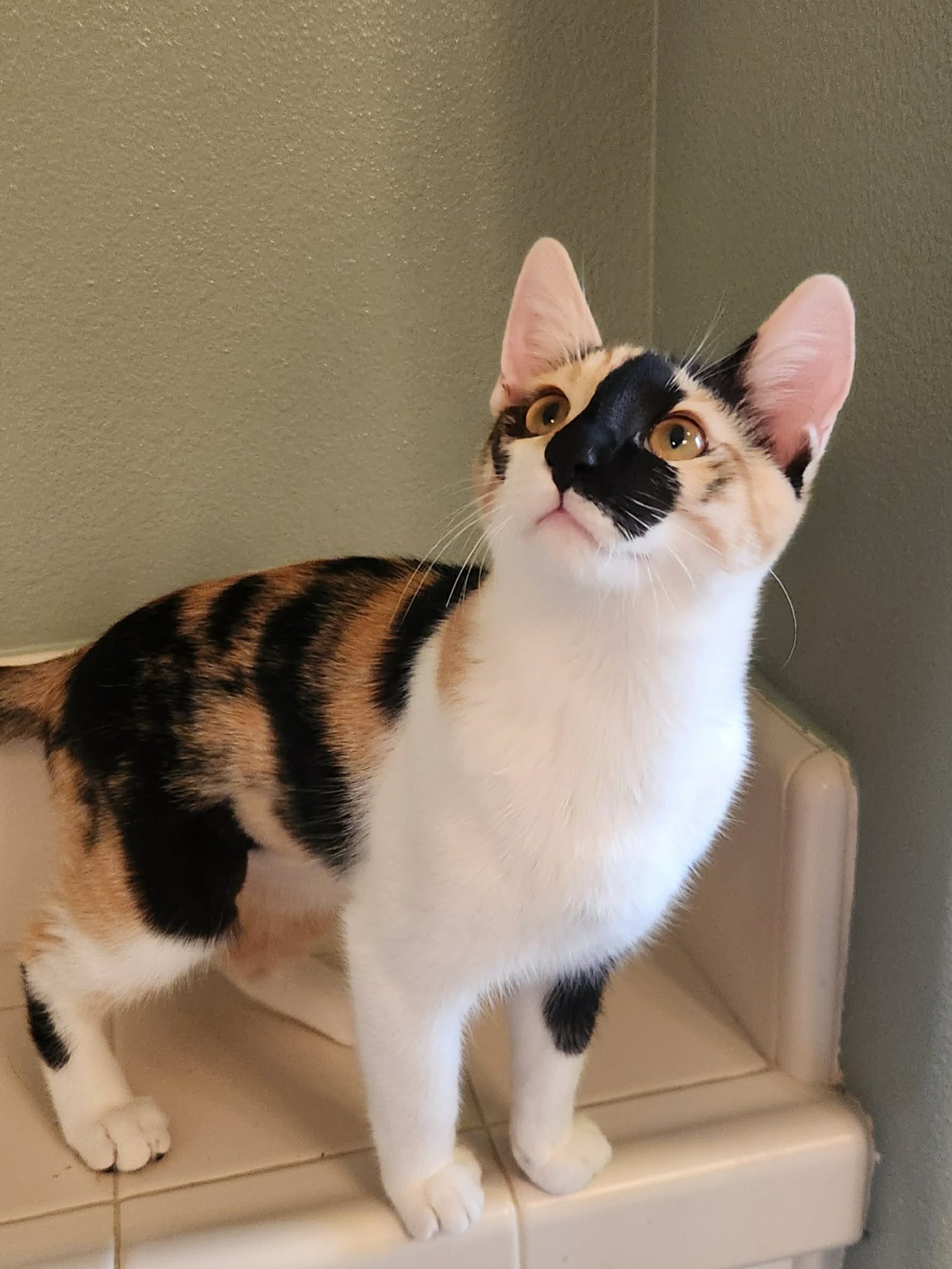 Dolly ( MP) - Photo 4