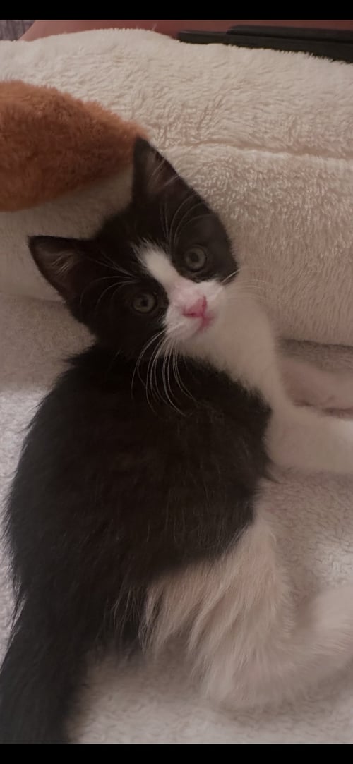 LUNA ( MONICA ) - Tuxedo available for adoption