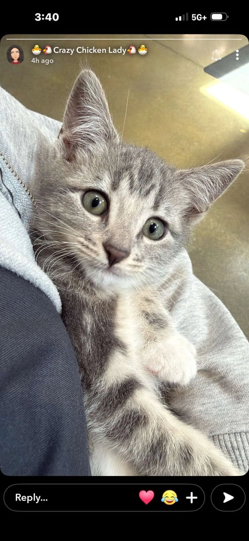 ELLIE ( NICOLE) - Tabby available for adoption