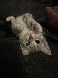 Ellie ( Nicole) - Photo 4