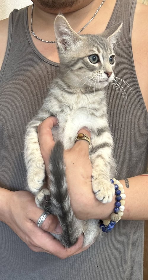 PEPINO NAPA - Tabby / Domestic Short Hair available for adoption