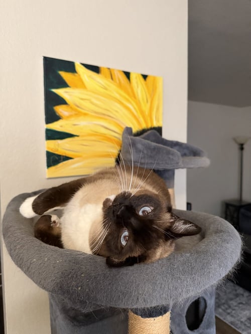 WALTER NAPA - Siamese available for adoption