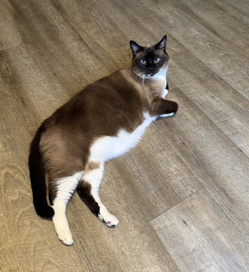WALTER NAPA - Siamese available for adoption