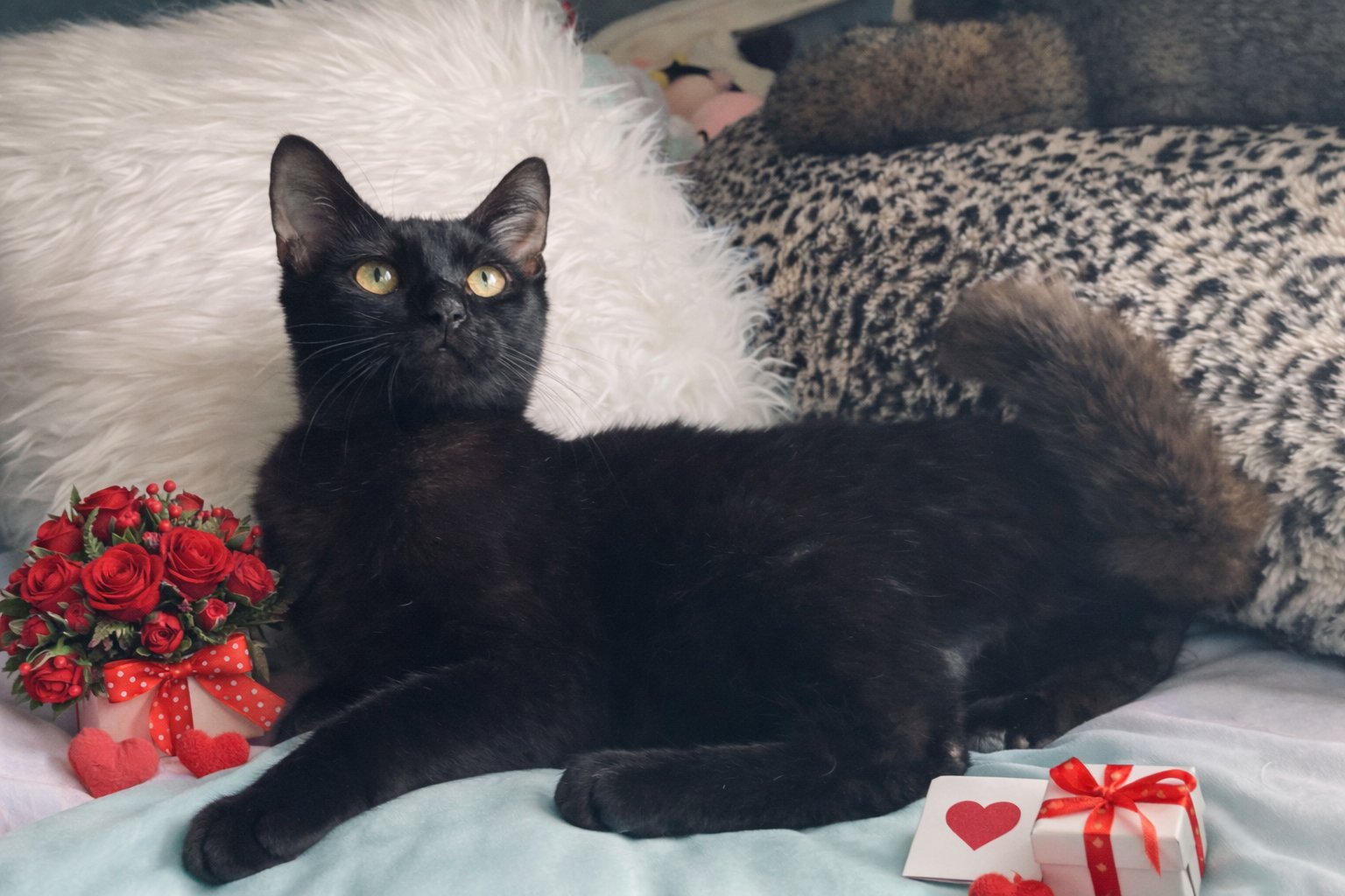 NIKO NAPA - Bombay / Domestic Short Hair available for adoption