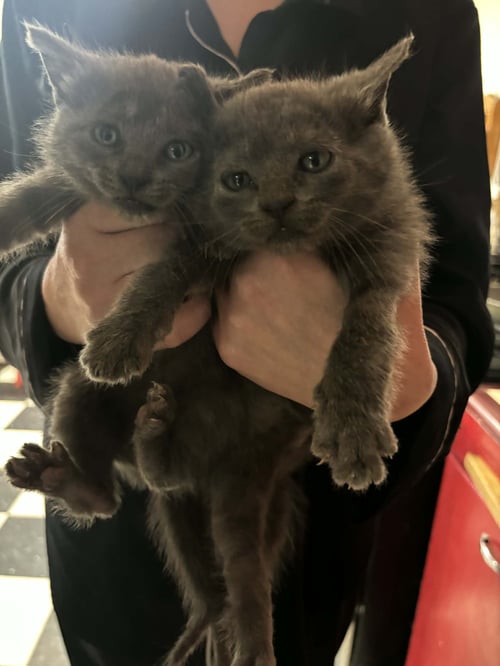 PRINCESS LEIA ( EE) - Russian Blue available for adoption