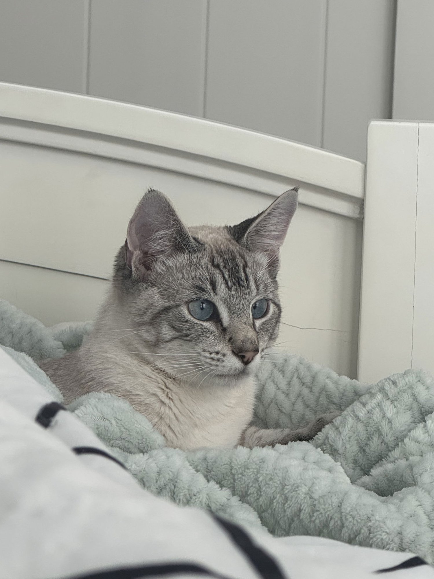 KITT ( NAPA) - Siamese available for adoption