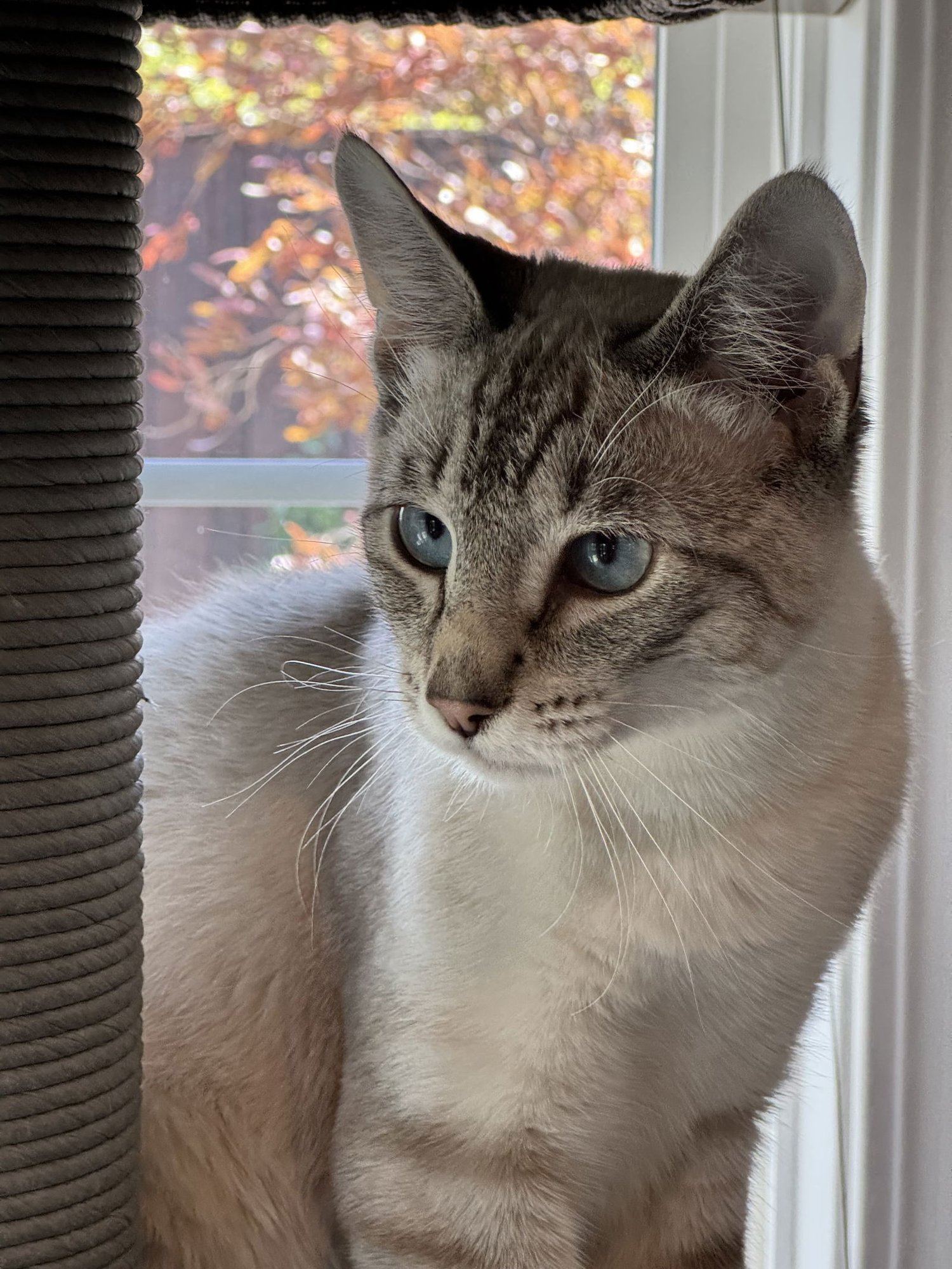 KITT ( NAPA) - Siamese available for adoption