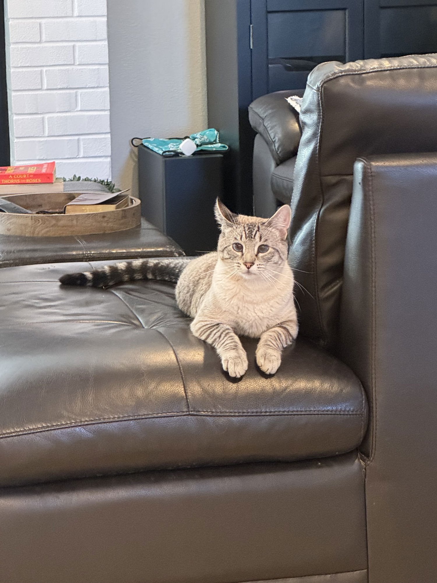 Kitt ( Napa) - Photo 3