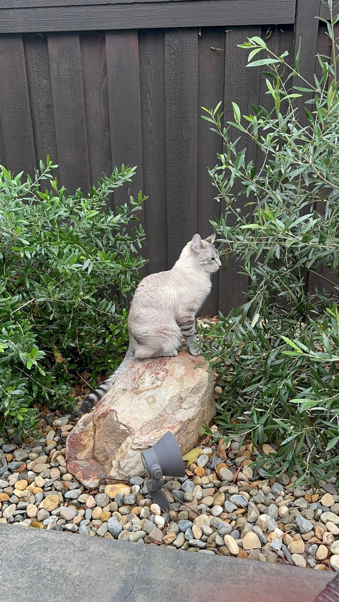 Kitt ( Napa) - Photo 4