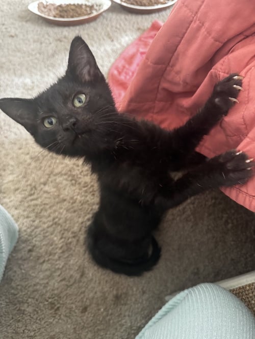 PERCY - Domestic Short Hair / Bombay available for adoption