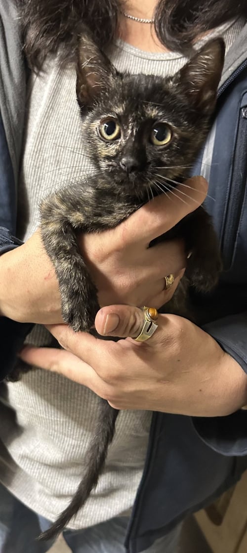 EMMA TORTI NAPA